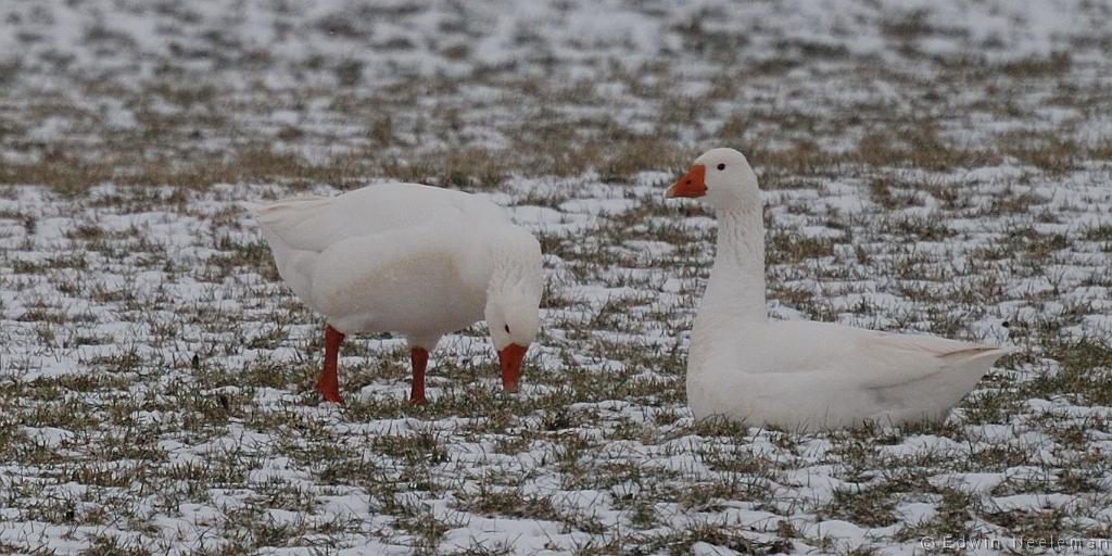 ENE-20100214-0039.jpg - [nl] Sneeuwganzen ( Anser caerulescens ) | Polder Wetering-Oost, Weerribben, Nederland[en] Snow Geese ( Anser caerulescens ) | Polder Wetering-Oost, Weerribben, the Netherlands